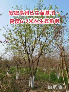 高度750厘米丛生五角枫