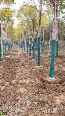 16公分嫁接香花槐