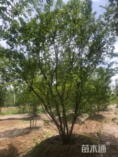 高度500厘米丛生元宝枫