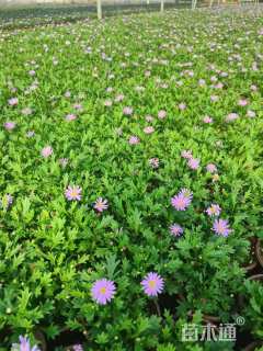 高度10厘米姬小菊