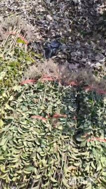 0.8公分大叶女贞