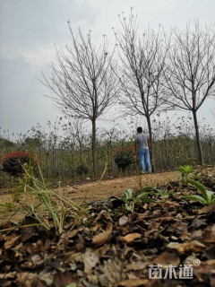 12公分高杆早樱