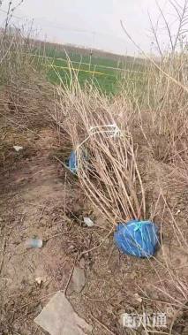 高度300厘米天目琼花