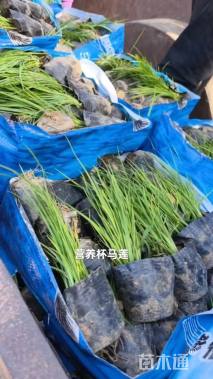 高度30厘米马莲