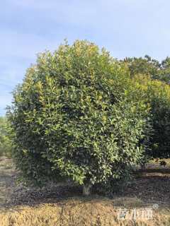 16公分红叶石楠