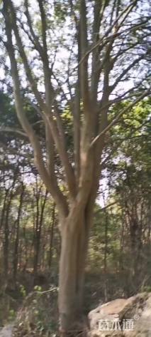 28公分红果冬青