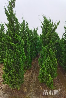 高度500厘米龙柏柱