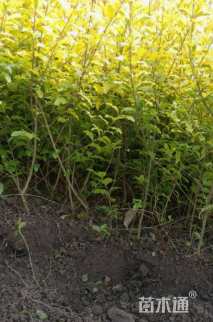 高度40厘米亮金女贞（亮晶女贞）