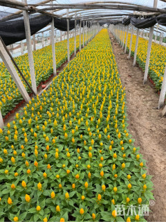 高度16厘米鸡冠花