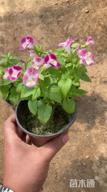 高度15厘米夏堇