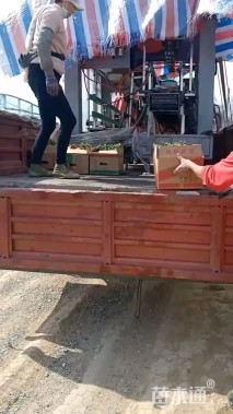 高度30厘米大丽花