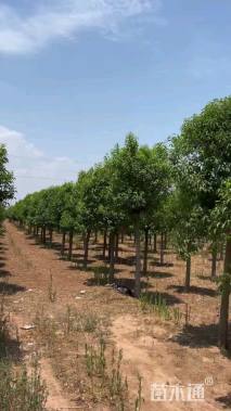 10公分大叶女贞