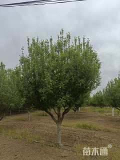 10公分道格海棠