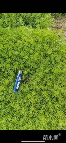 高度7厘米佛甲草