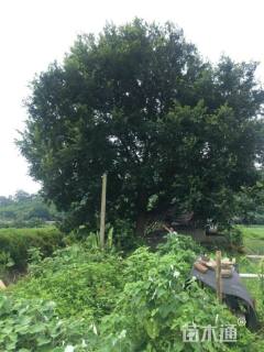 55公分朴树