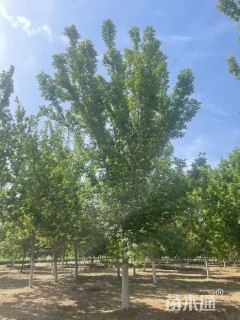 13公分红叶复叶槭