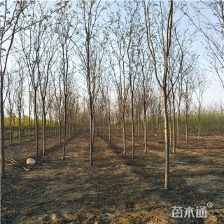 7公分香花槐