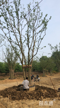 45公分丛生乌桕