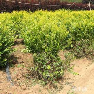 冠幅180厘米金叶女贞球