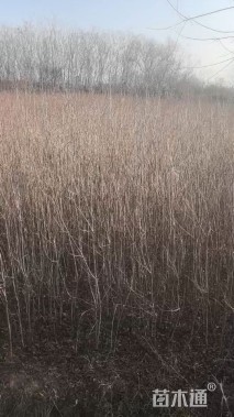 高度80厘米乌桕小苗