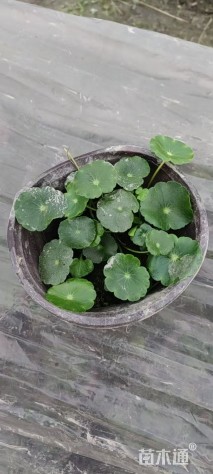高度10厘米铜钱草