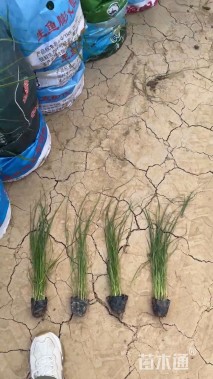 高度50厘米甘草