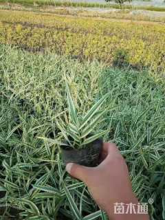 高度50厘米花叶芦竹