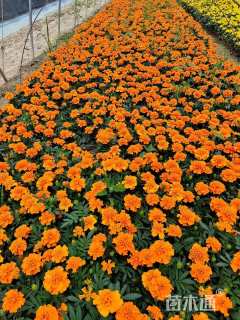 高度15厘米孔雀草