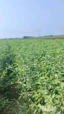 高度60厘米锦带