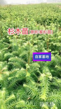 0.9公分杉木