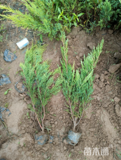 高度30厘米沙地柏
