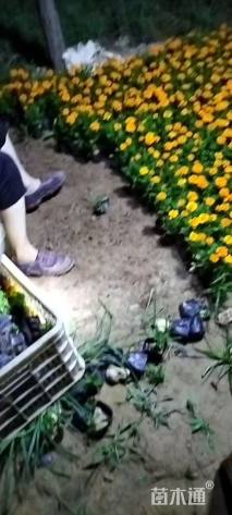 高度9厘米孔雀草