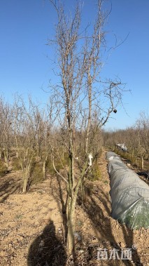高度300厘米石榴