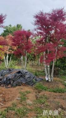 27公分日本红枫