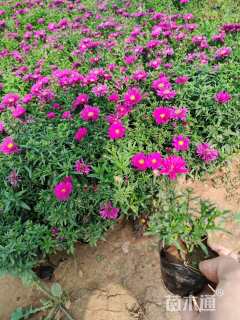 高度10厘米荷兰菊