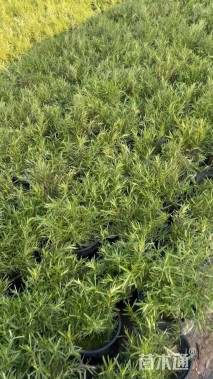 高度28厘米迷迭香