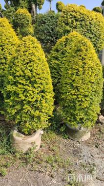 2公分造型亮晶女贞