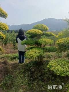 精品造型云片亮晶