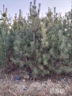 高度2500厘米白皮松