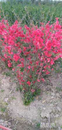 冠幅100厘米贴梗海棠球