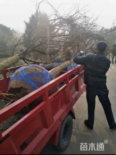 12公分皂荚