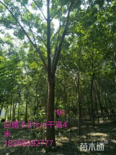 21公分白蜡