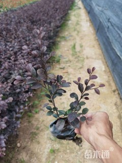 高度15厘米红花继木