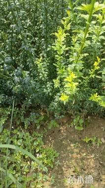 高度65厘米迎春花