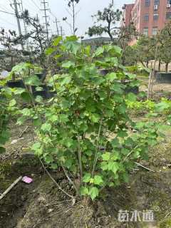 高度200厘米木芙蓉