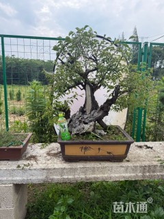 40公分桂花