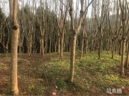 11公分蓝花楹