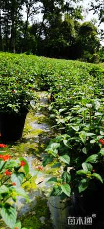 高度20厘米福禄考