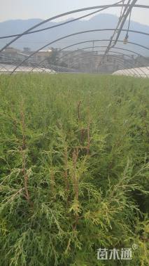 高度100厘米西藏柏木