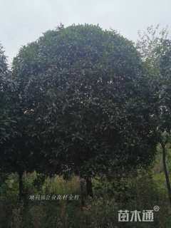 15公分桂花
